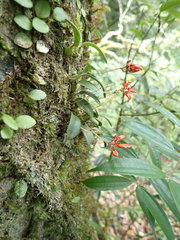 Bulbophyllum albociliatum