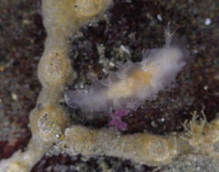 Tritonicula myrakeenae