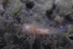 Tritonicula myrakeenae