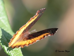 Eurytela dryope angulata