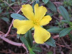 Hibbertia cuneiformis