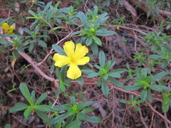 Hibbertia cuneiformis