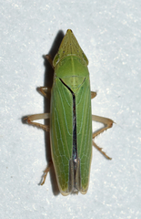 Draeculacephala constricta