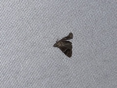 Pilocrocis ramentalis
