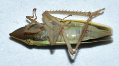 Draeculacephala constricta