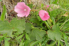 Sidalcea malviflora