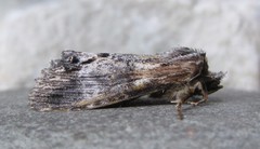 Dasylophia thyatiroides