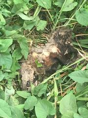 Didelphis marsupialis