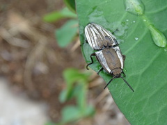 Chalcolepidius approximatus