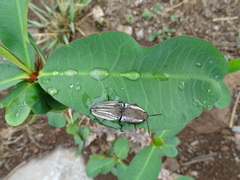 Chalcolepidius approximatus