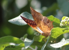 Charaxes varanes vologeses