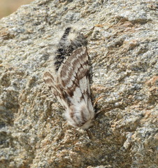 Lycia alpina