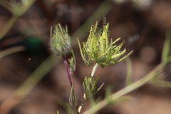 Cordylanthus rigidus