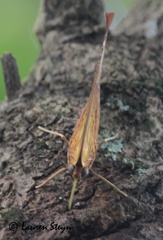 Charaxes varanes vologeses