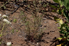 Cordylanthus rigidus