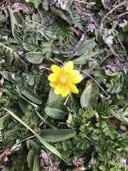 Halerpestes sarmentosa