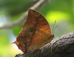 Charaxes varanes vologeses