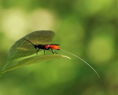 Atanycolus longicauda