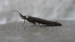 Coleophora deauratella