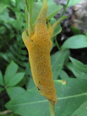 Puccinia seymouriana