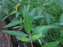 Puccinia seymouriana