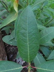 Puccinia seymouriana