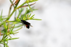 Dasymutilla nigripes