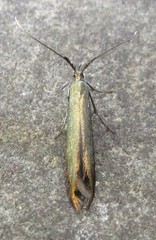Coleophora deauratella