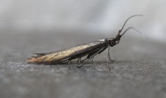 Coleophora deauratella