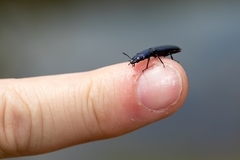 Temnoscheila virescens