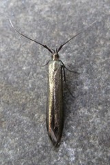 Coleophora deauratella