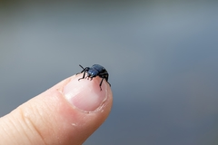 Temnoscheila virescens