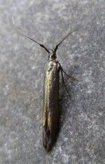 Coleophora deauratella