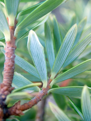 Leptecophylla robusta