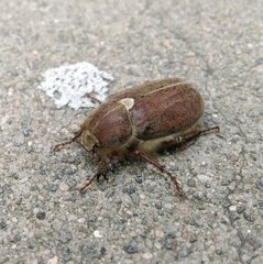 Coleoptera