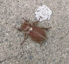 Coleoptera