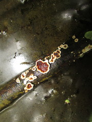 Scytinostroma artocreas