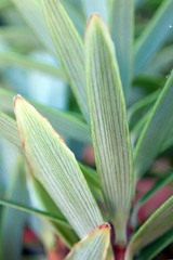 Leptecophylla robusta