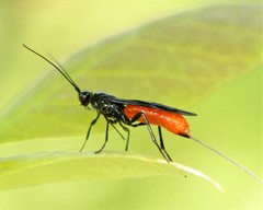 Atanycolus longicauda