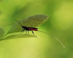 Atanycolus longicauda
