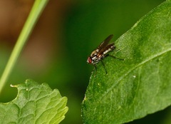 Muscoidea