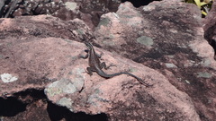 Tropidurus semitaeniatus