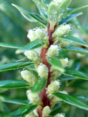 Leptecophylla robusta