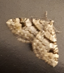 Xanthorhoe abrasaria