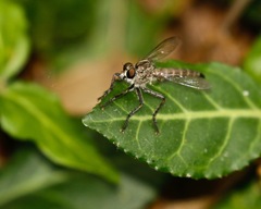 Machimus