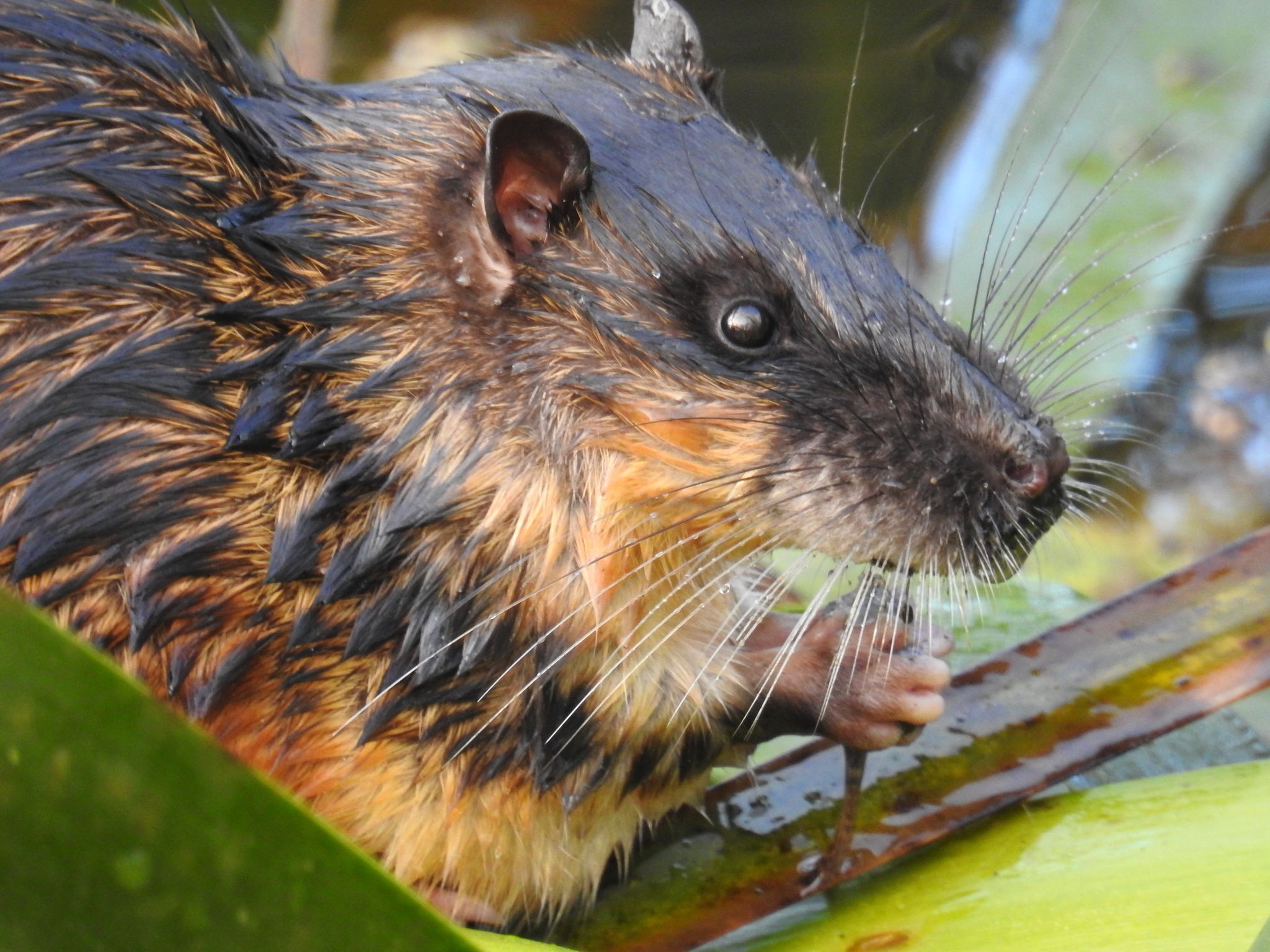 Australasian Water Rats (Genus Hydromys) · iNaturalist