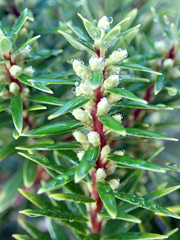 Leptecophylla robusta