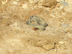 Thamnophis proximus rutiloris