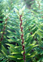 Leptecophylla robusta