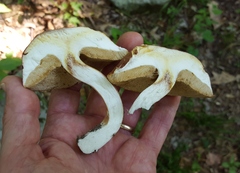 Xanthoconium affine affine